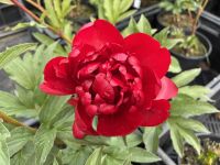 Paeonia Christmas Velvet - 3 litre pot