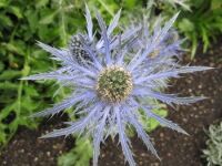 Eryngium x oliverianum Big Blue - 2 litre pot