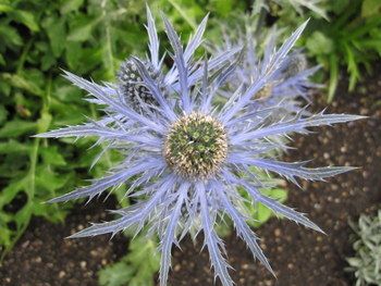 Eryngium x oliverianum Big Blue - 2 litre pot
