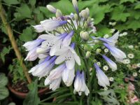 Agapanthus Twister - 2 litre pot