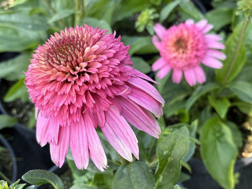 Echinacea Delicious Strawberry - 2 litre pot