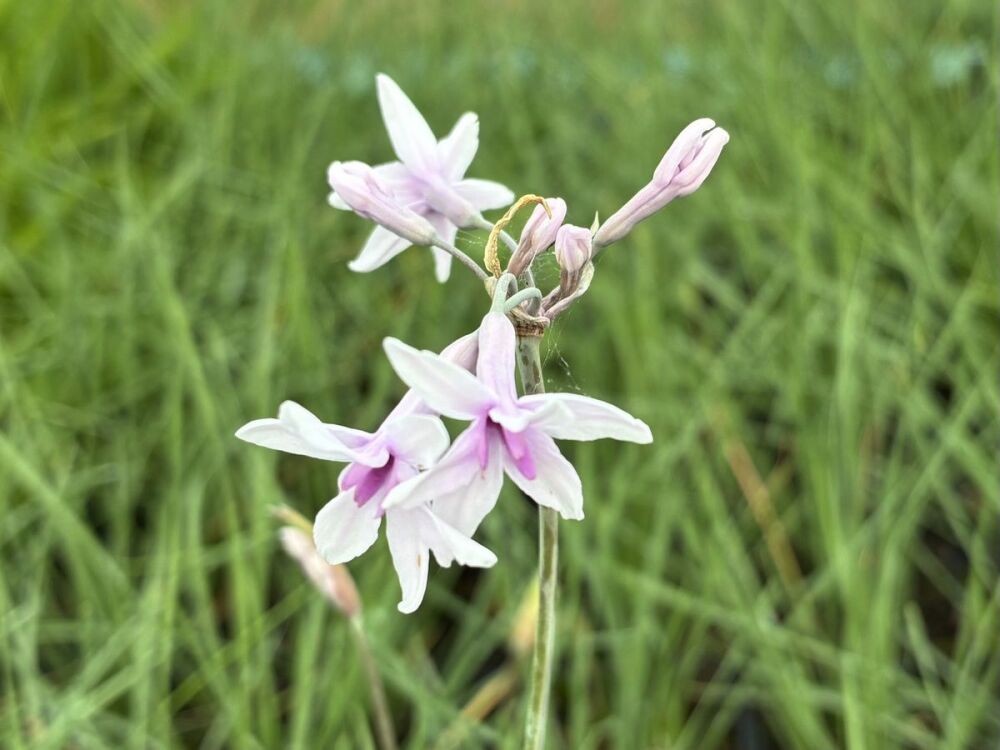 Tulbaghia Purple Eye - 9cm pot