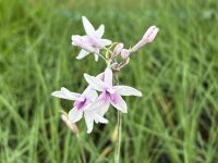 Tulbaghia Purple Eye - 9cm pot