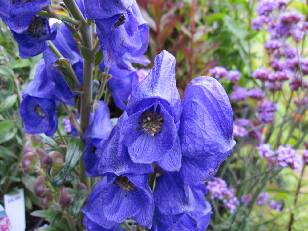 Aconitum carmichaelii (Arendsii Group) 'Arendsii' - 9cm pot