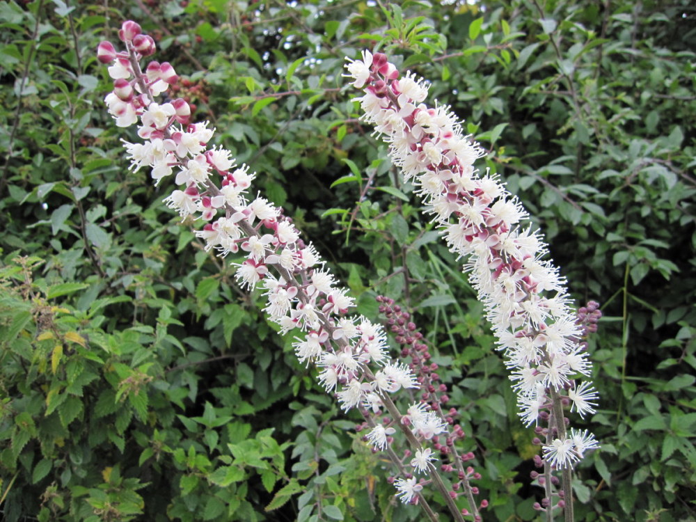 Actaea simplex Atropurpurea Group - 2 litre pot