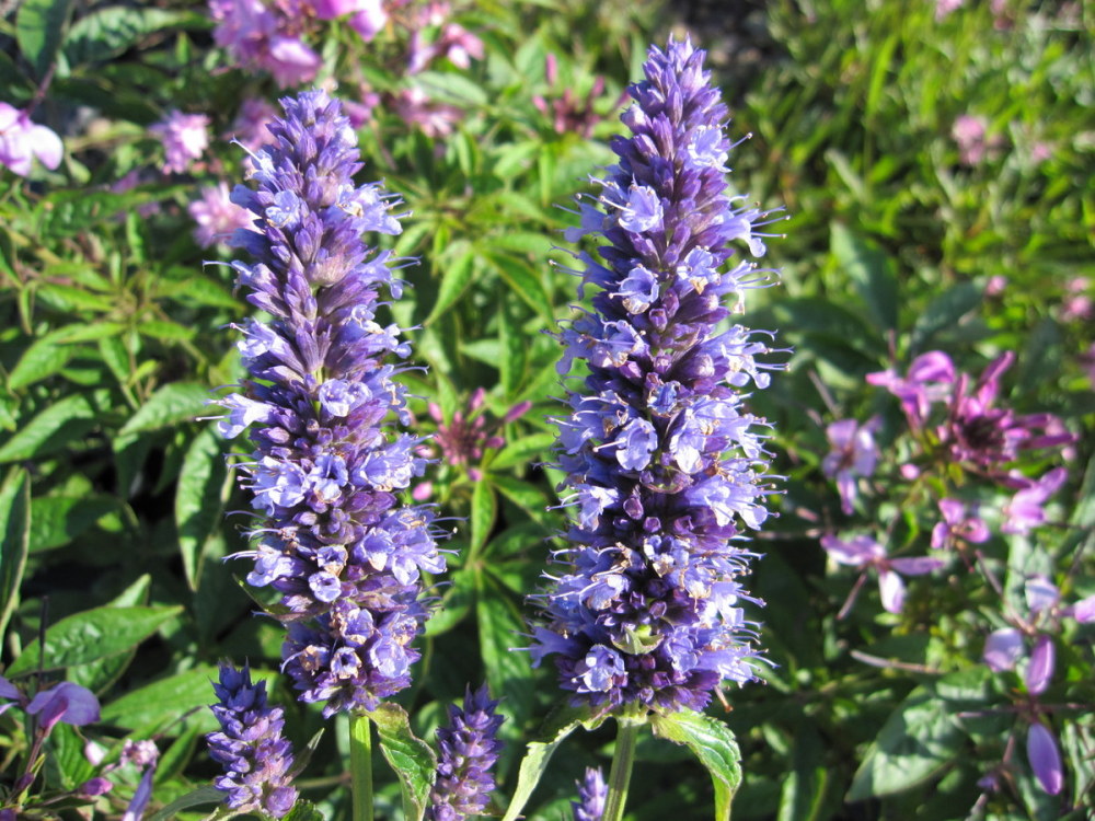 Agastache 'Black Adder' - 2 litre pot