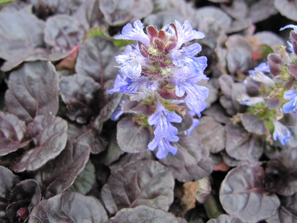 Ajuga reptans Black Scallop - 9cm pot