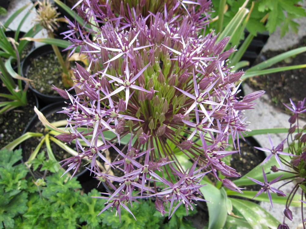 Allium cristophii - 2 litre pot