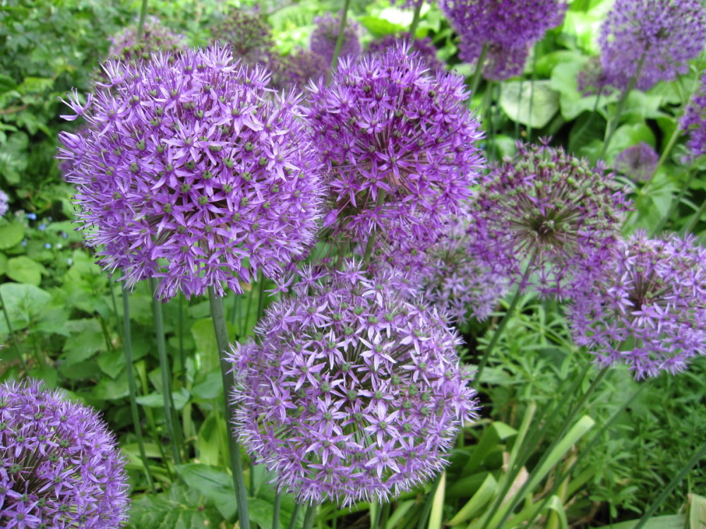 Allium hollandicum 'Purple Sensation' - 2 litre pot