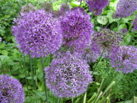 Allium hollandicum Purple Sensation - 2 litre pot