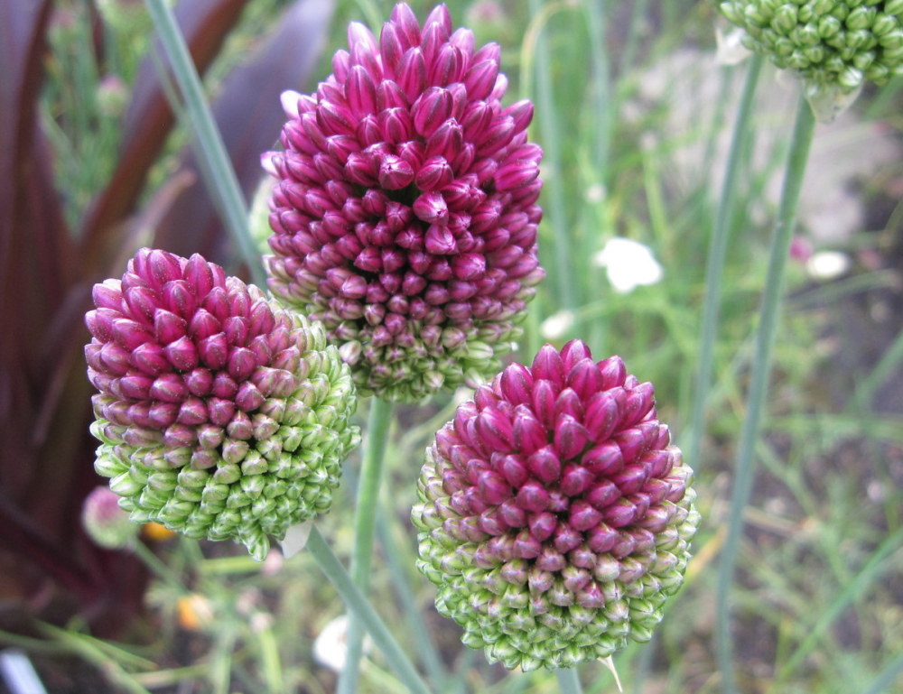 Allium sphaerocephalon - 2 litre pot