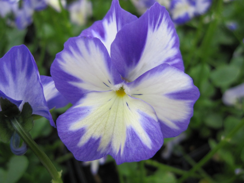 Viola 'Rebecca' - 9cm pot