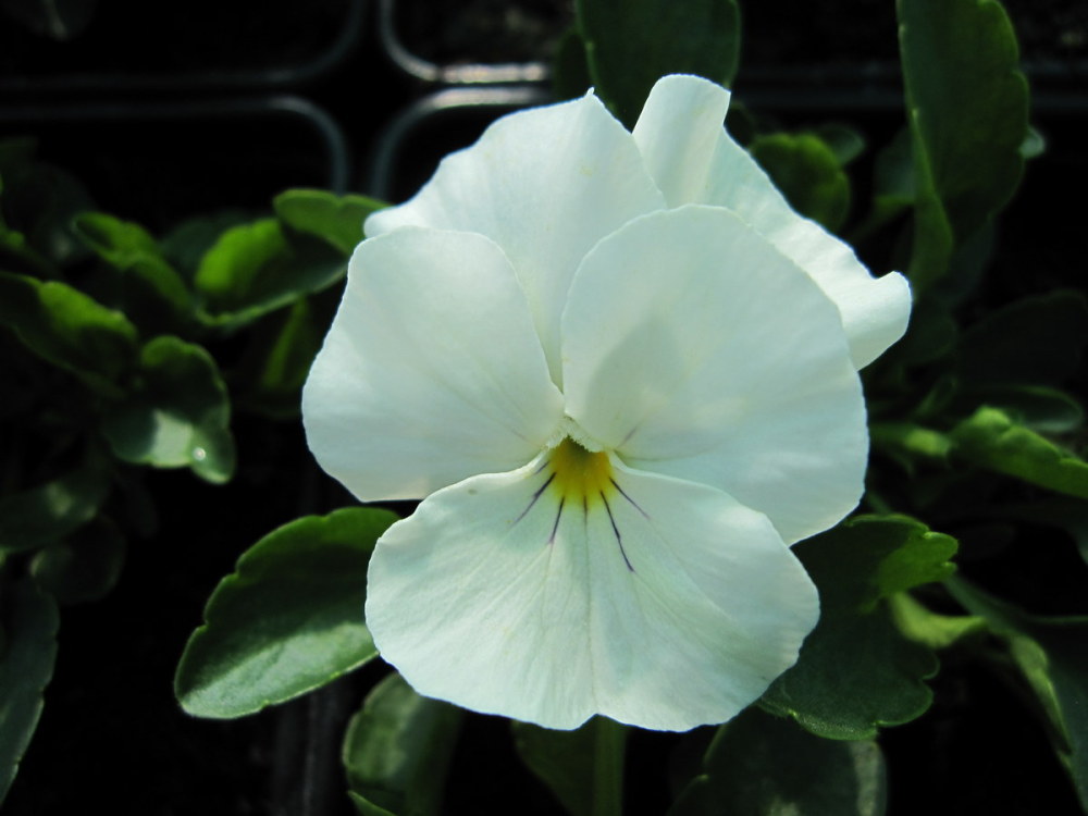 Viola 'Mrs Lancaster'- 9cm pot