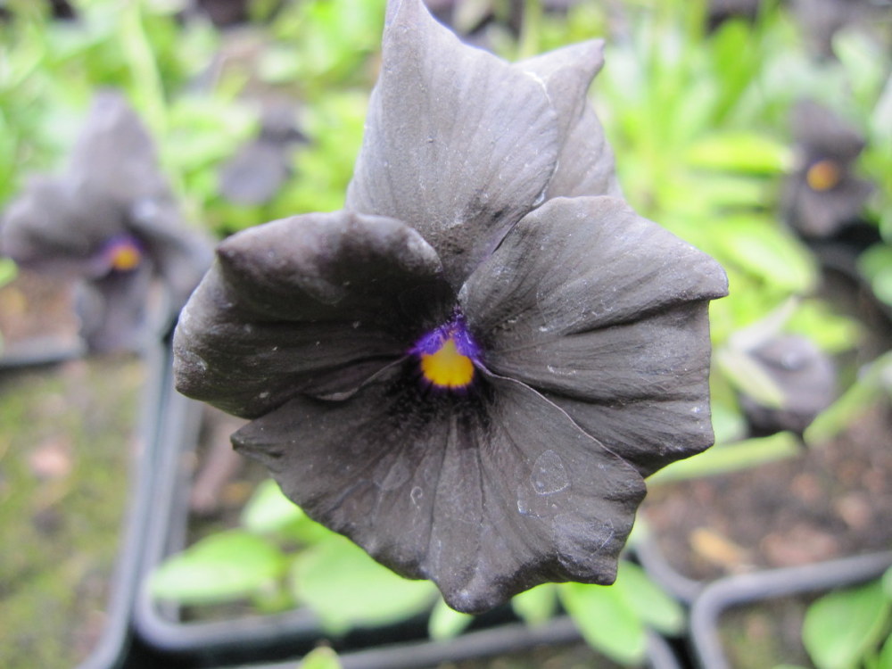 Viola 'Molly Sanderson' - 9cm pot
