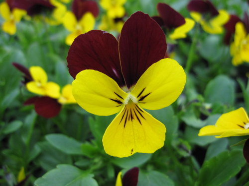 Viola 'Jackanapes' - 9cm pot