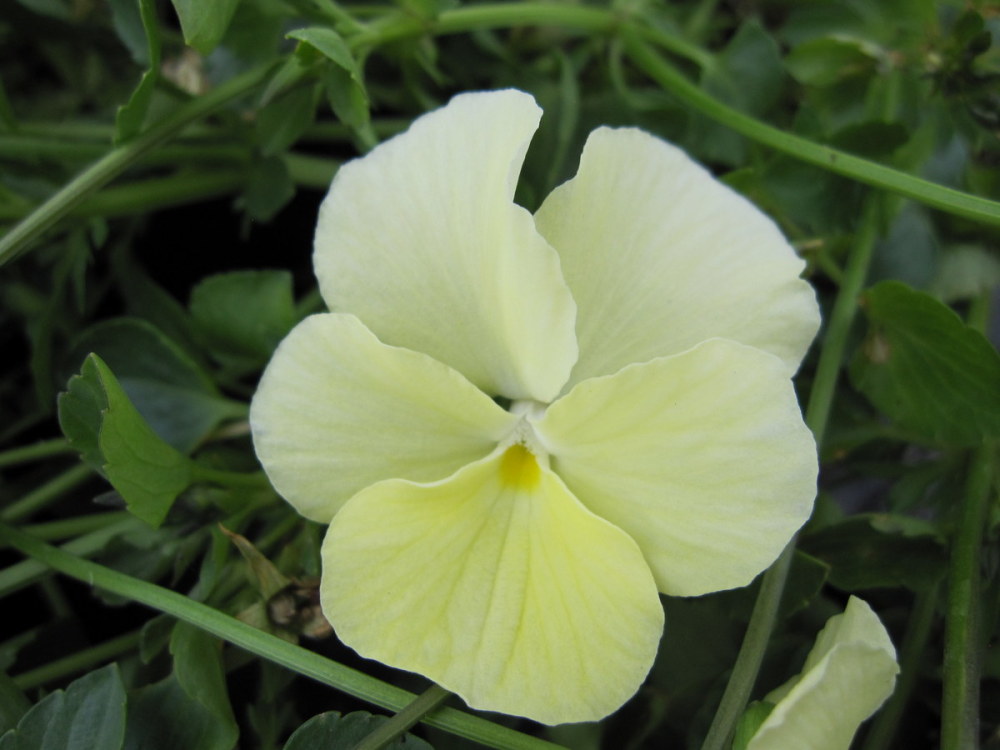 Viola 'Dawn' - 9cm pot