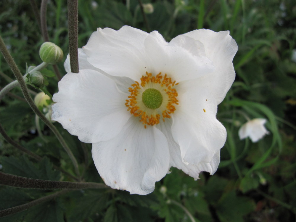 Anemone x hybrida 'Honorine Jobert' - 9cm pot