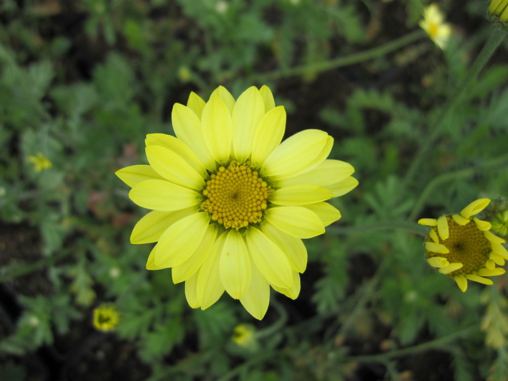 Anthemis tinctoria 'E. C. Buxton' - 9cm pot