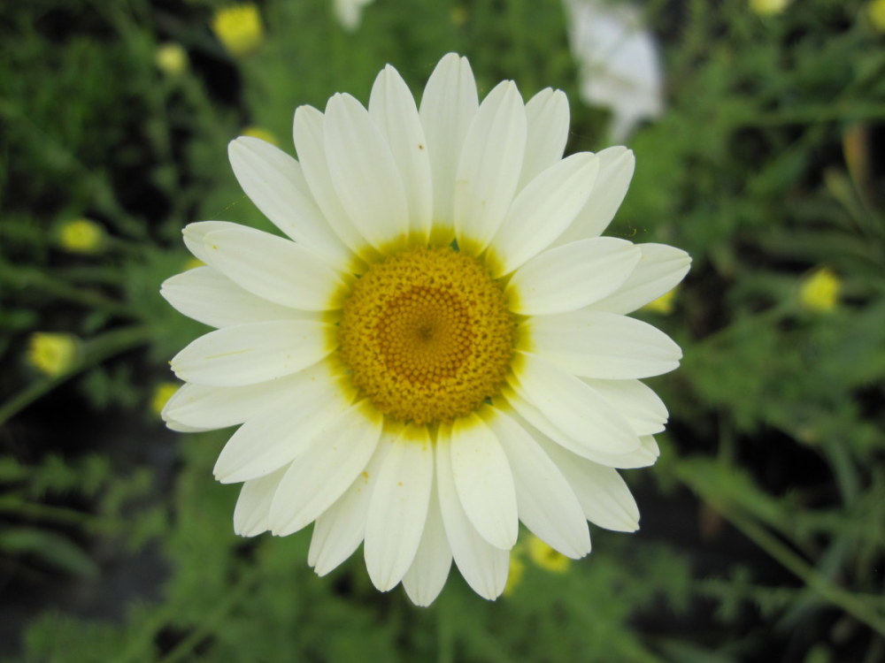 Anthemis tinctoria 'Sauce Hollandaise' - 9cm pot