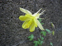 Aquilegia chrysantha Yellow Queen - 9cm pot