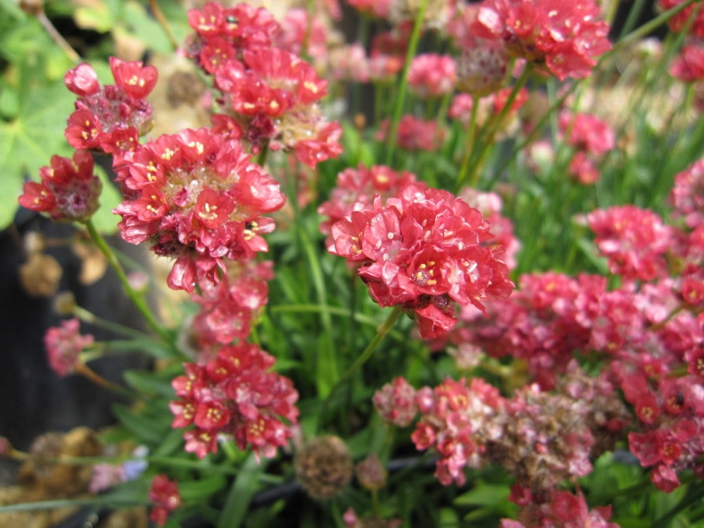 Armeria pseudarmeria Ballerina Red - 9cm pot