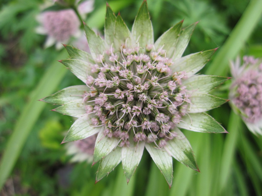 Astrantia 'Buckland' - 2 litre pot