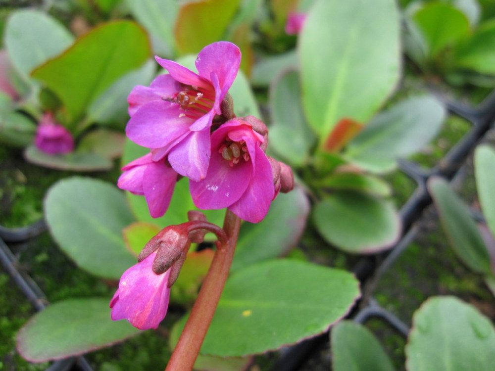 Bergenia 'Overture' - 9cm pot