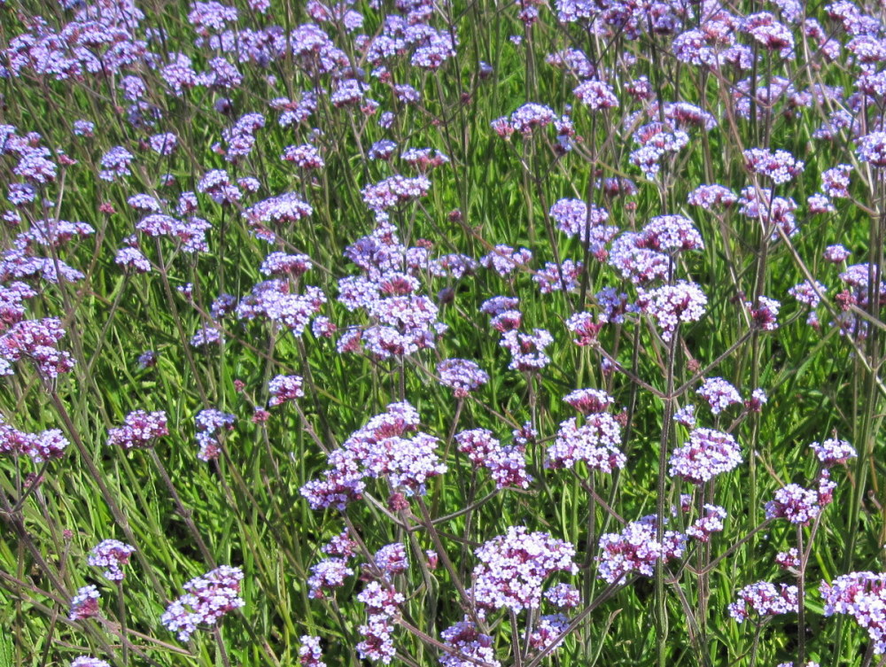 Verbena bonariensis Lollipop - 2 litre pot