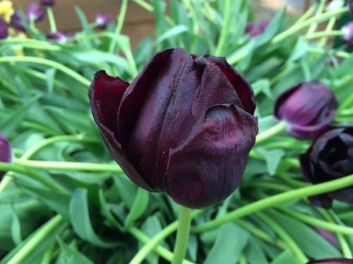 Tulipa 'Queen of Night' - 2 litre pot