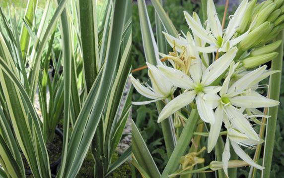 Camassia leichtlinii 'Sacajawea' - 2 litre pot