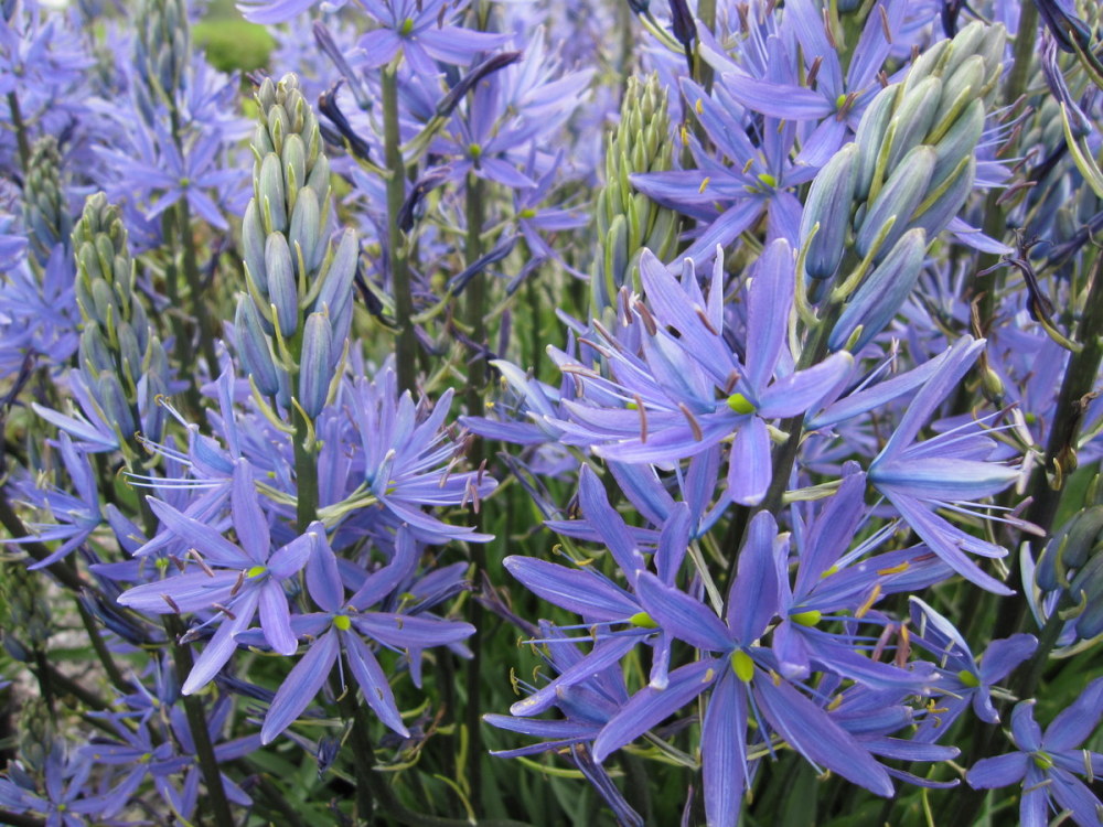 Camassia leichtlinii ssp. suksdorfii Caerulea Group - 2 litre pot