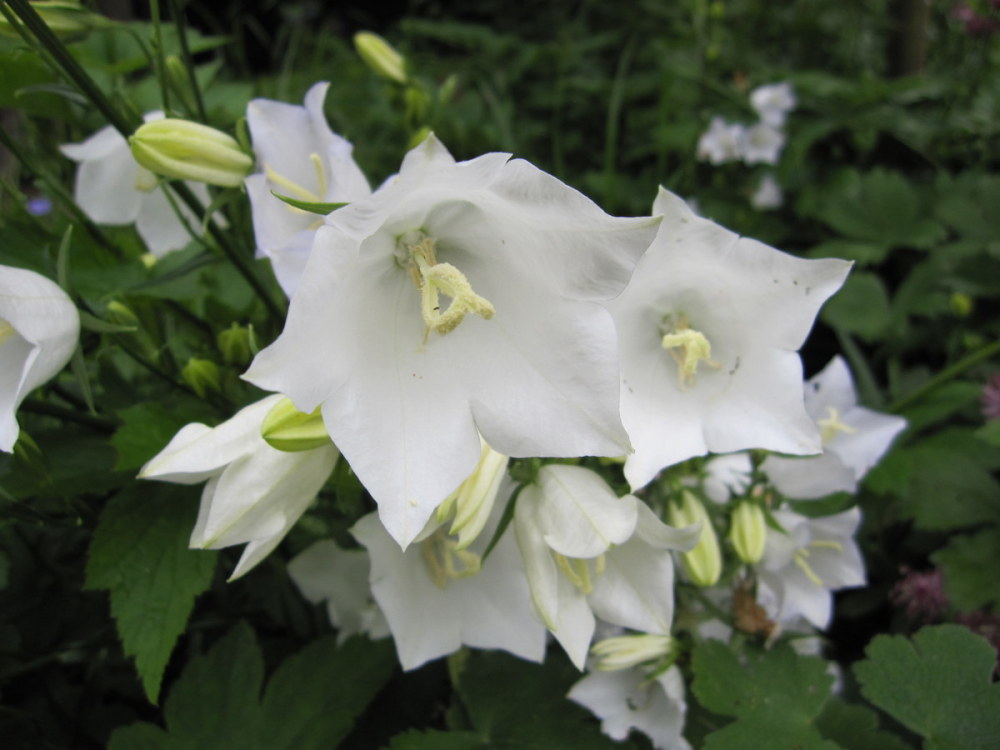 Campanula persicifolia var. alba - 9cm pot