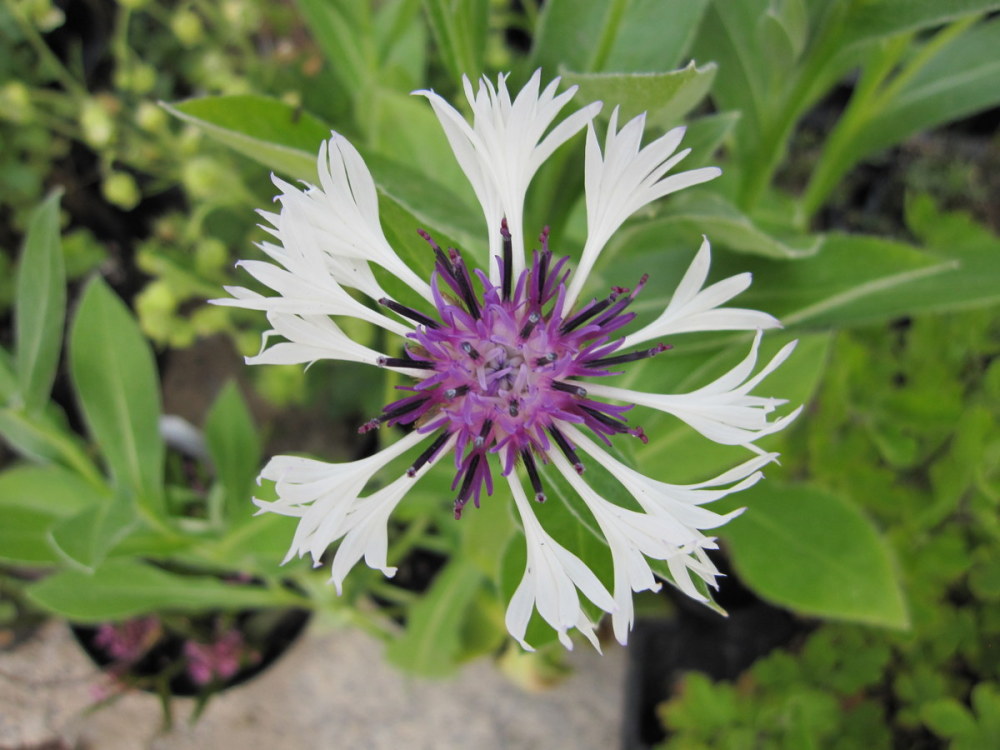 Centaurea montana 'Amethyst in Snow' - 2 litre pot