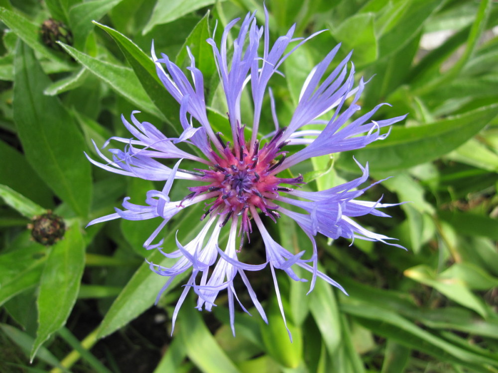 Centaurea montana - 2 litre pot