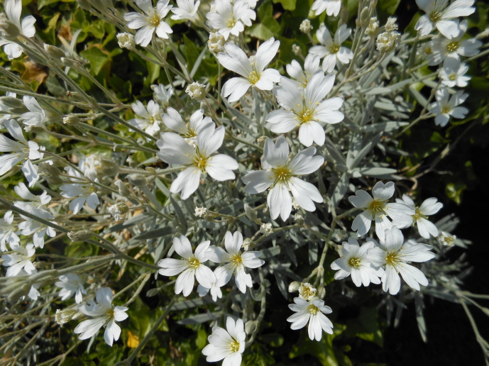 Cerastium tomentosum - 9cm pot