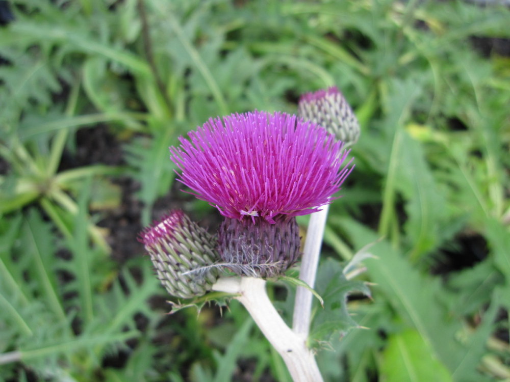 Cirsium rivulare 'Trevor's Felley Find' - 2 litre pot
