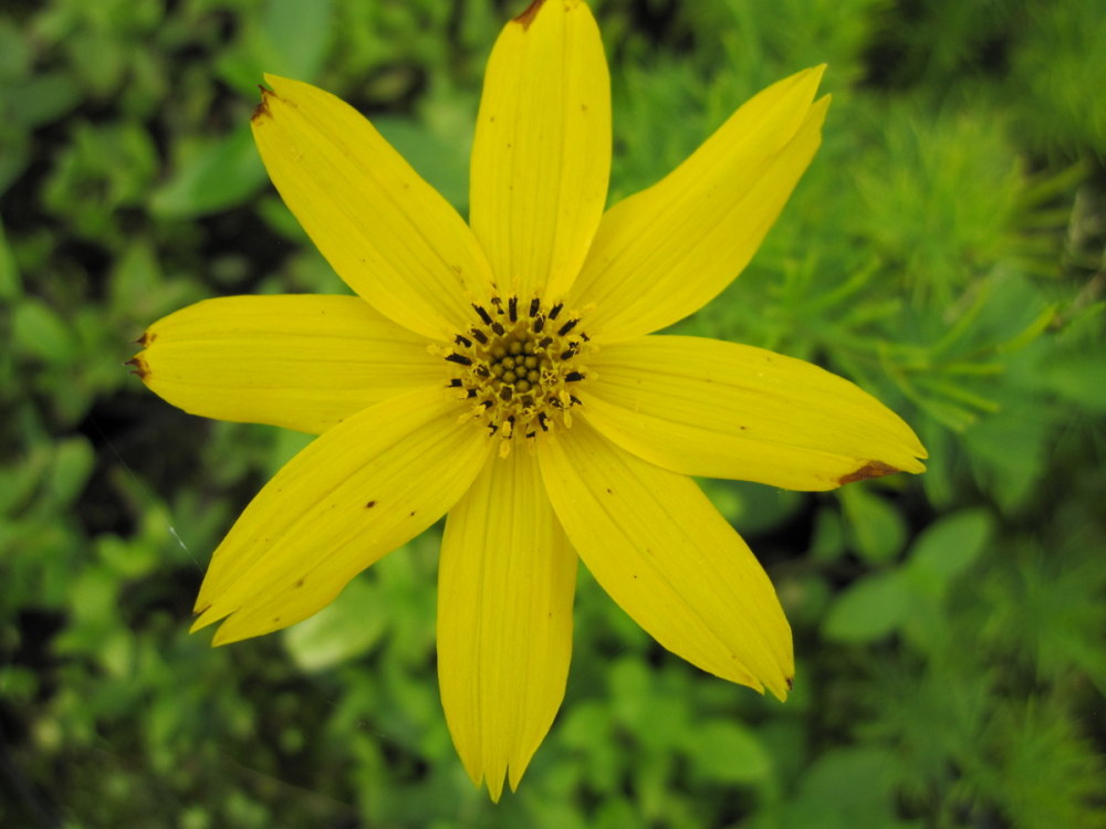 Coreopsis verticillata 'Zagreb' - 9cm pot