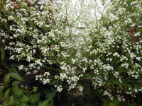 Crambe cordifolia - 2 litre pot