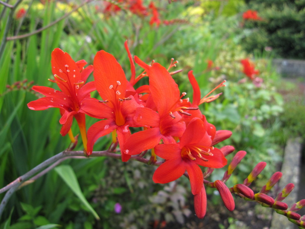 Crocosmia 'Lucifer' - 2 litre pot