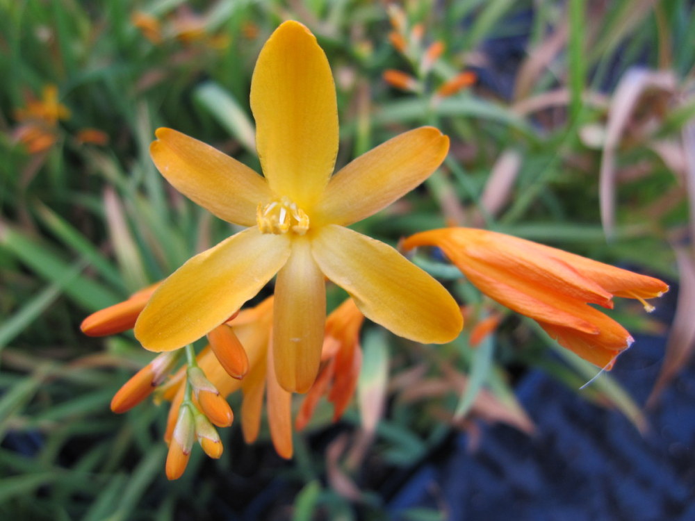 Crocosmia x crocosmiiflora 'George Davison' - 2 litre pot