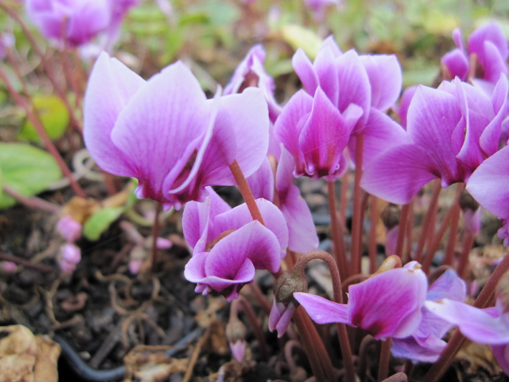 Cyclamen hederifolium - 9cm pot
