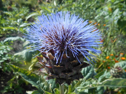 Cynara cardunculus - 9cm pot