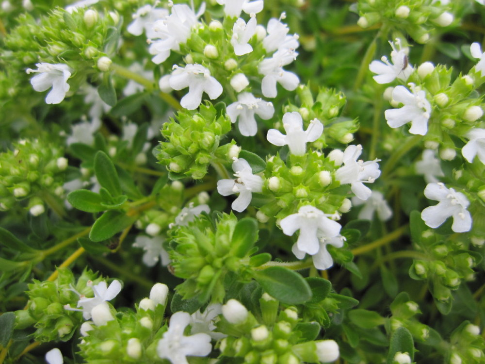 Thymus praecox Albiflorus - 9cm pot