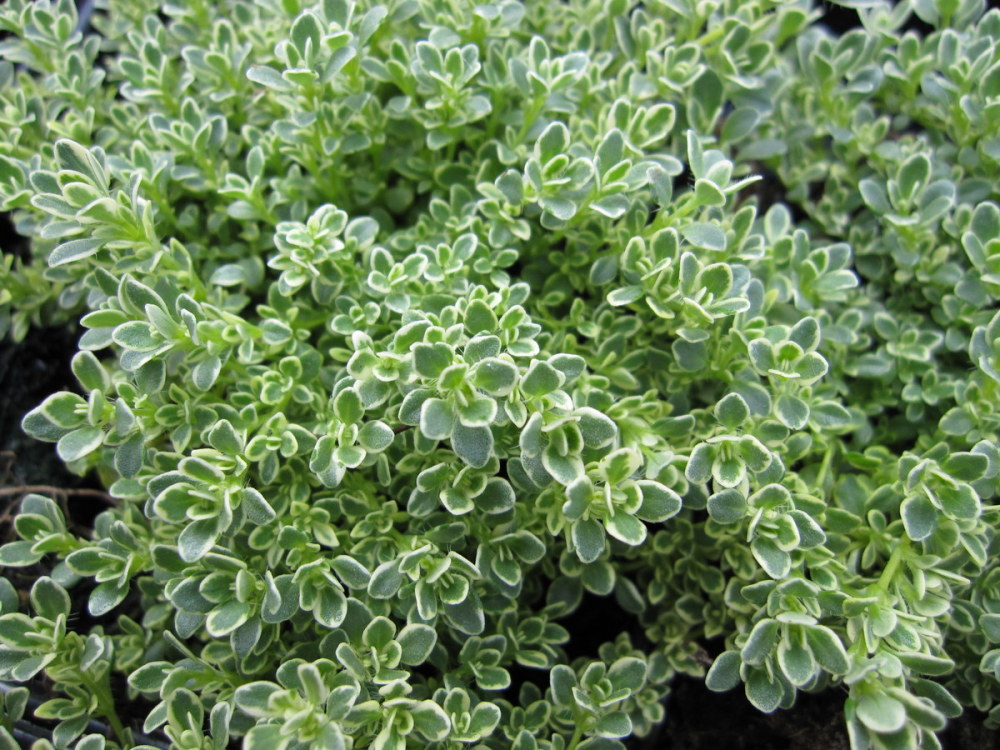 Thymus 'Hartington Silver' - 9cm pot