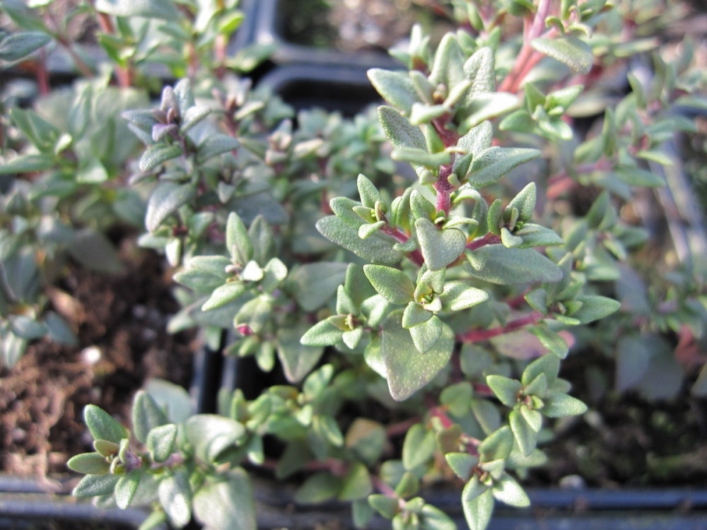 Thyme, Common - 9cm pot
