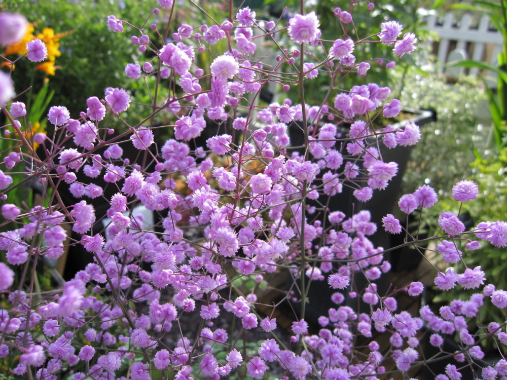 Thalictrum delavayi 'Hewitt's Double' - 9cm pot