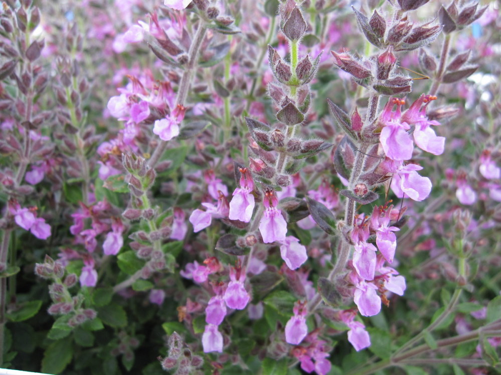 Teucrium x lucidrys - 9cm pot