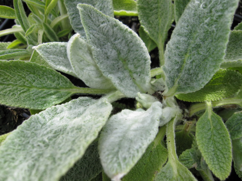 Stachys byzantina - 9cm pot