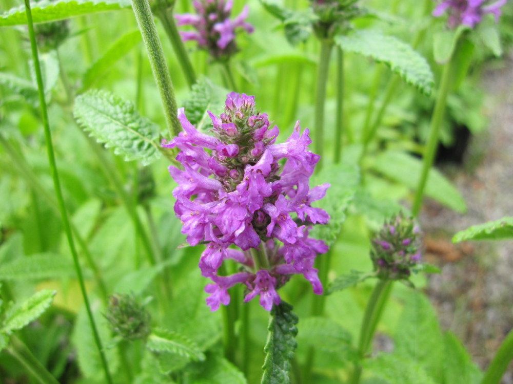 Stachys (Betonica) officinalis 'Hummelo' - 2 litre pot