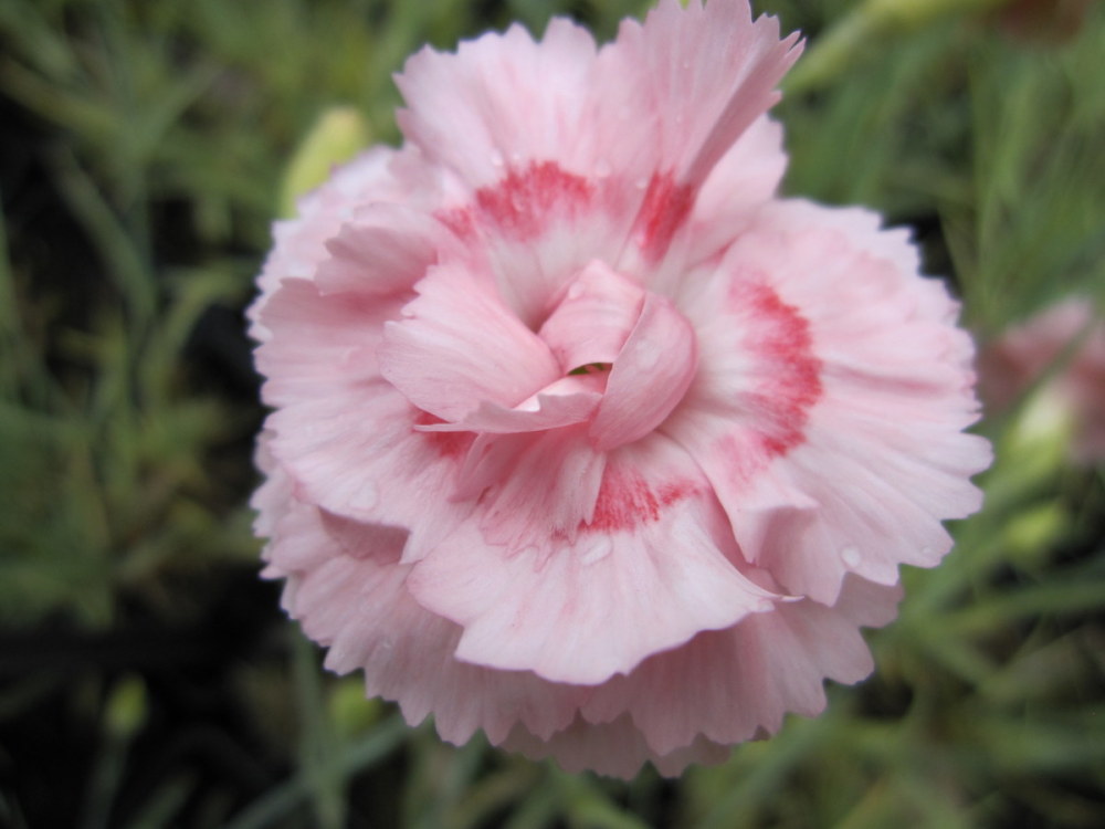Dianthus 'Doris' - 9cm pot